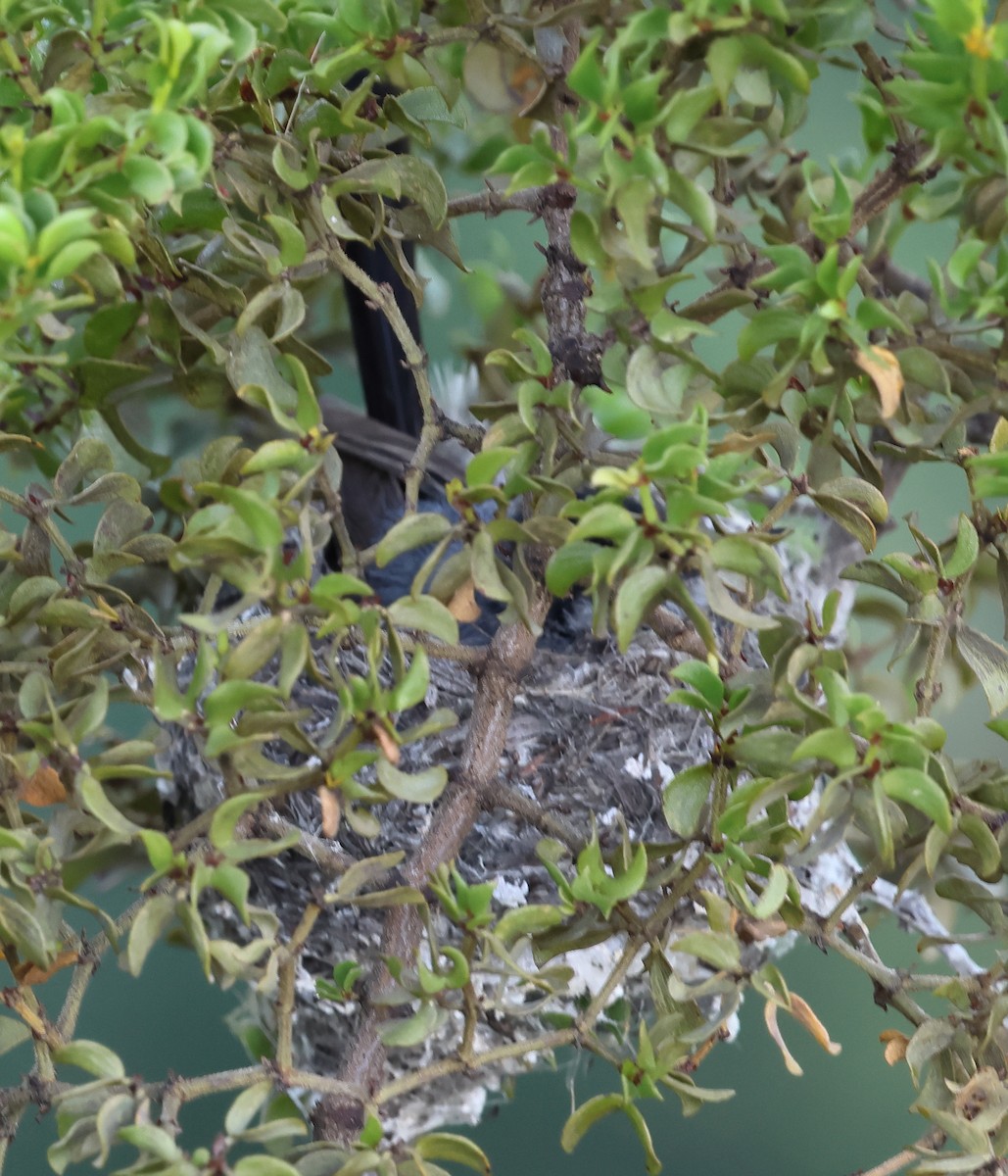 Black-tailed Gnatcatcher - ML640349784