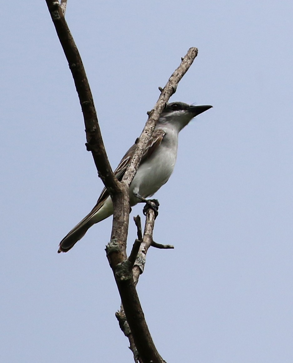 Gray Kingbird - ML640349793