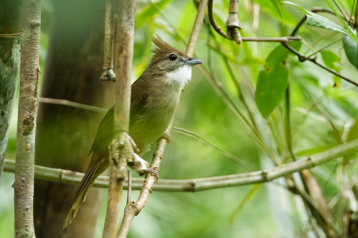 Ochraceous Bulbul - ML640349817