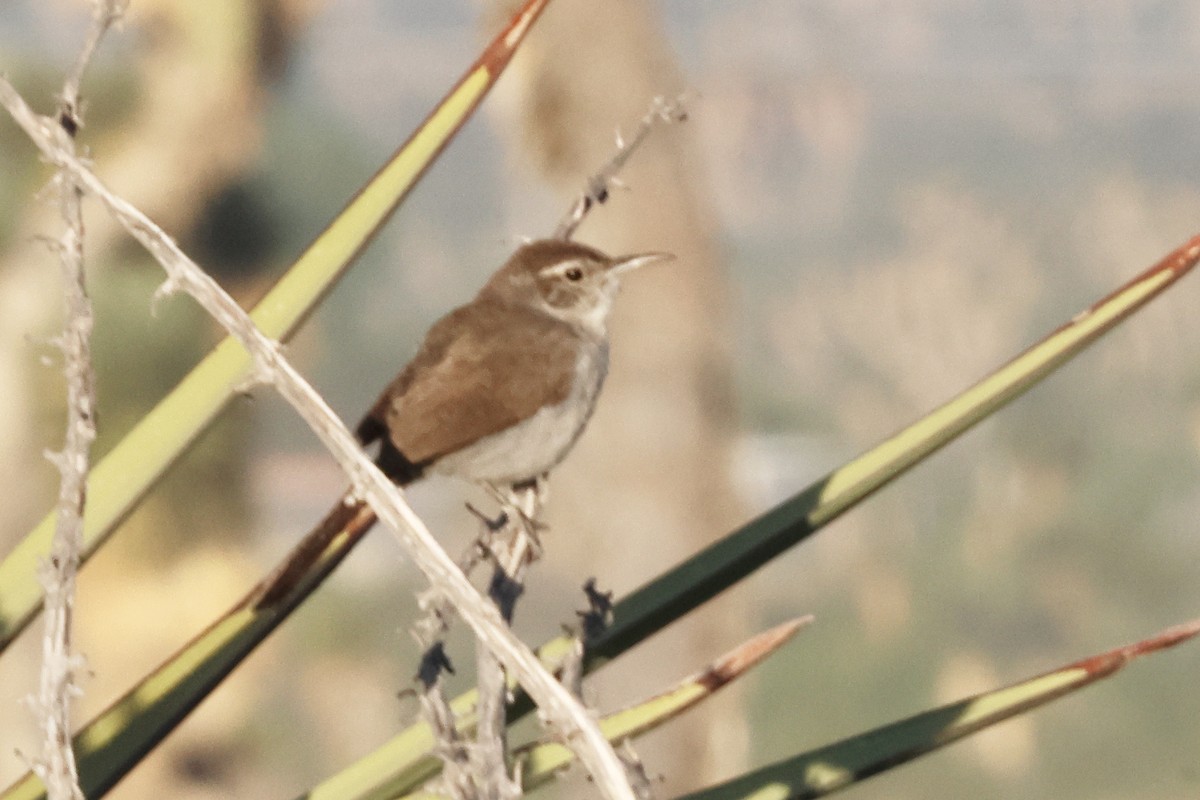Bewick's Wren - ML640349823