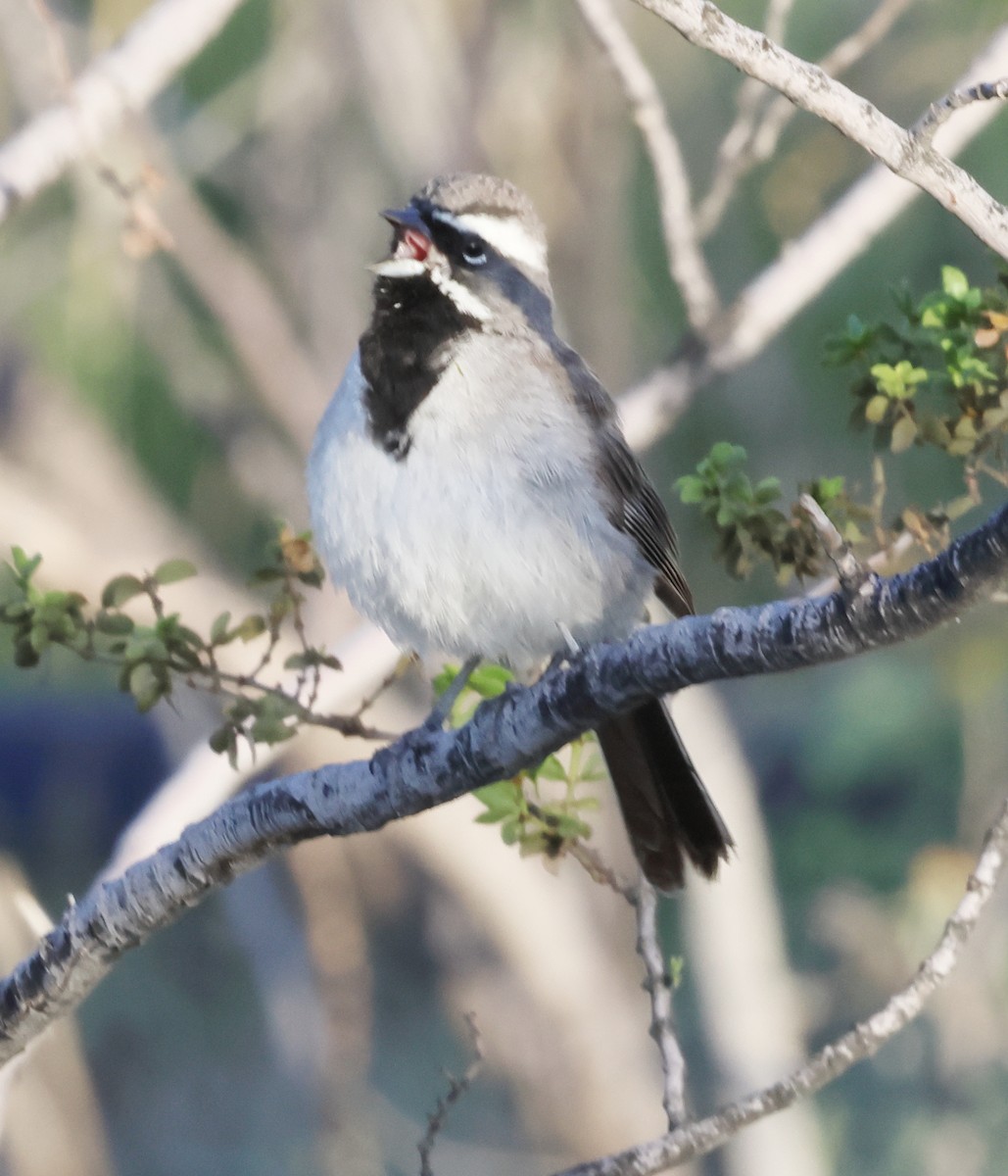 Black-throated Sparrow - ML640349832