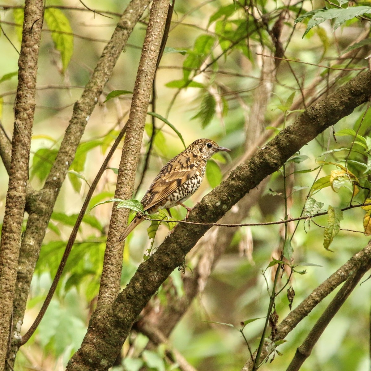 Scaly Thrush - ML640349836