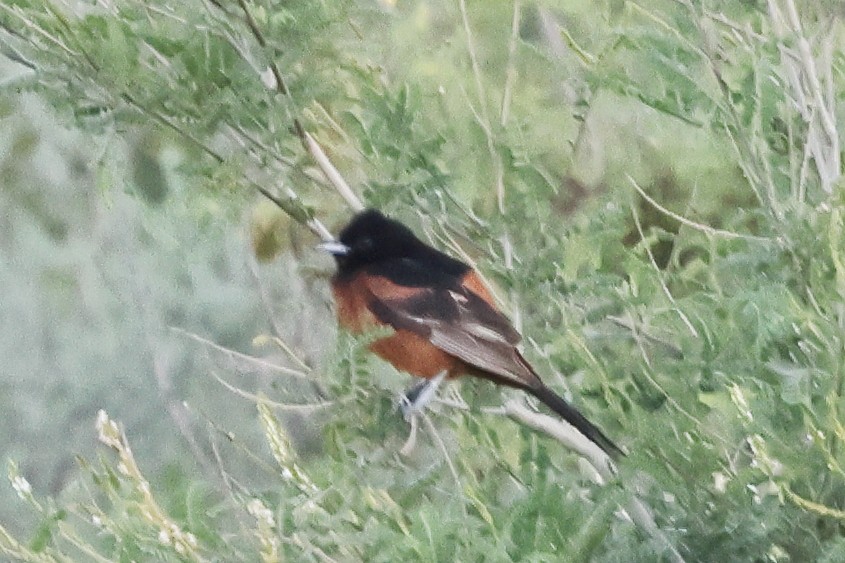 Orchard Oriole - ML640349844