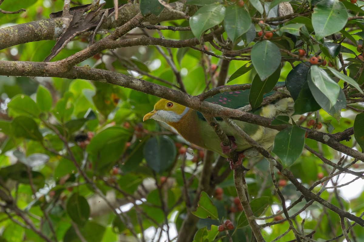 Pink-spotted Fruit-Dove - ML640349863