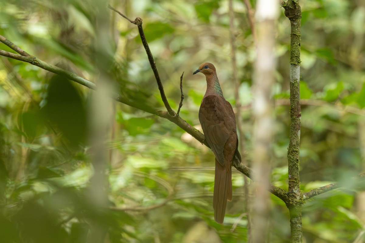Amboyna Cuckoo-Dove - ML640349876