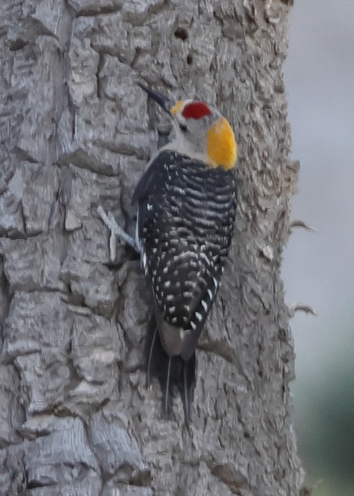Golden-fronted Woodpecker - ML640349880