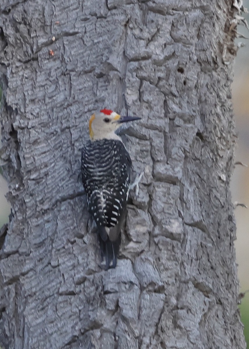 Golden-fronted Woodpecker - ML640349881