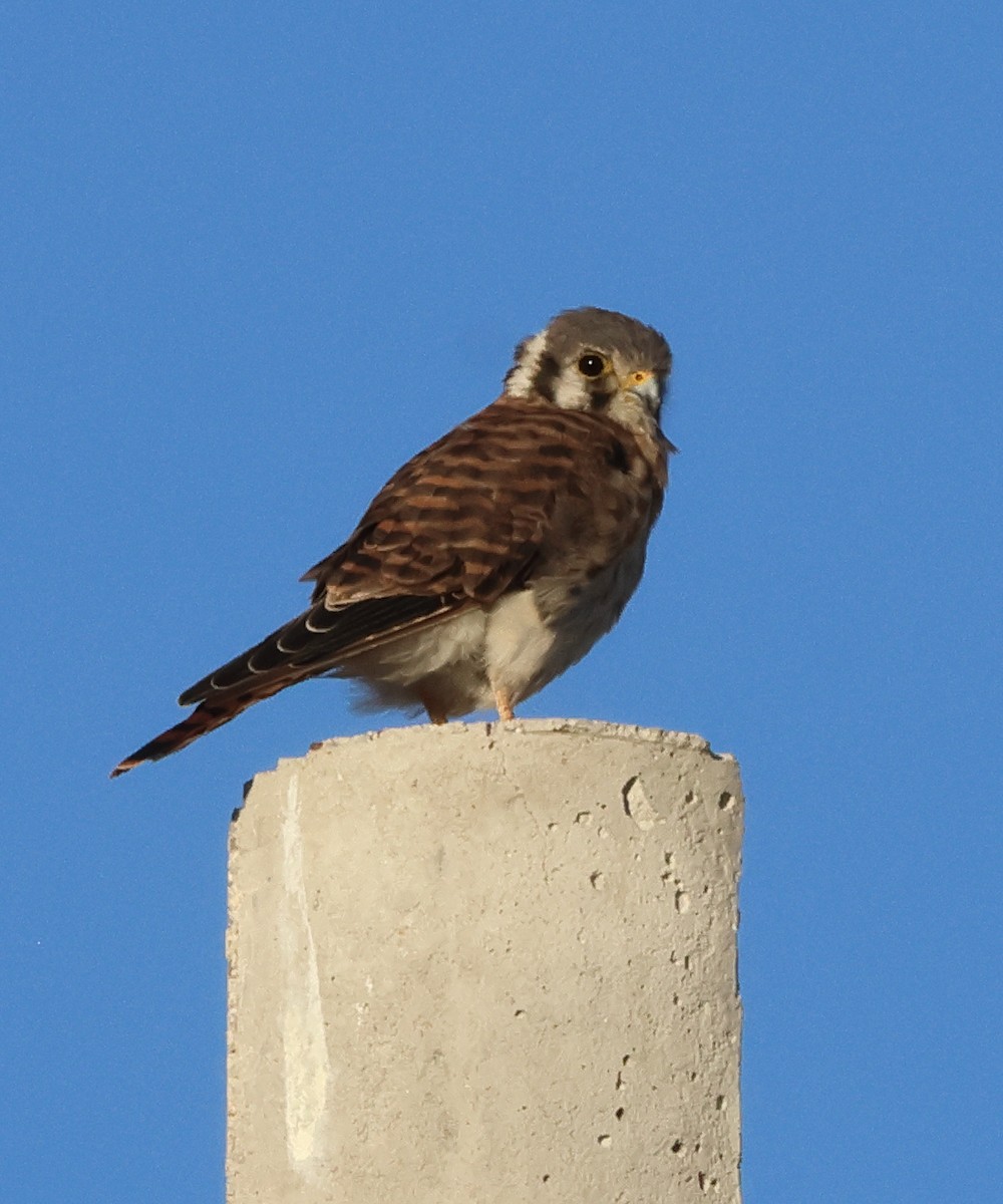 American Kestrel - ML640349901