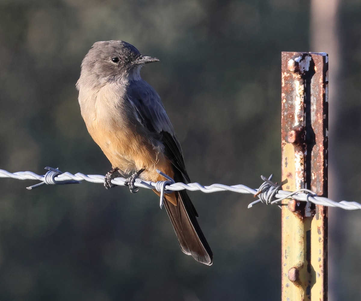 Say's Phoebe - ML640349916