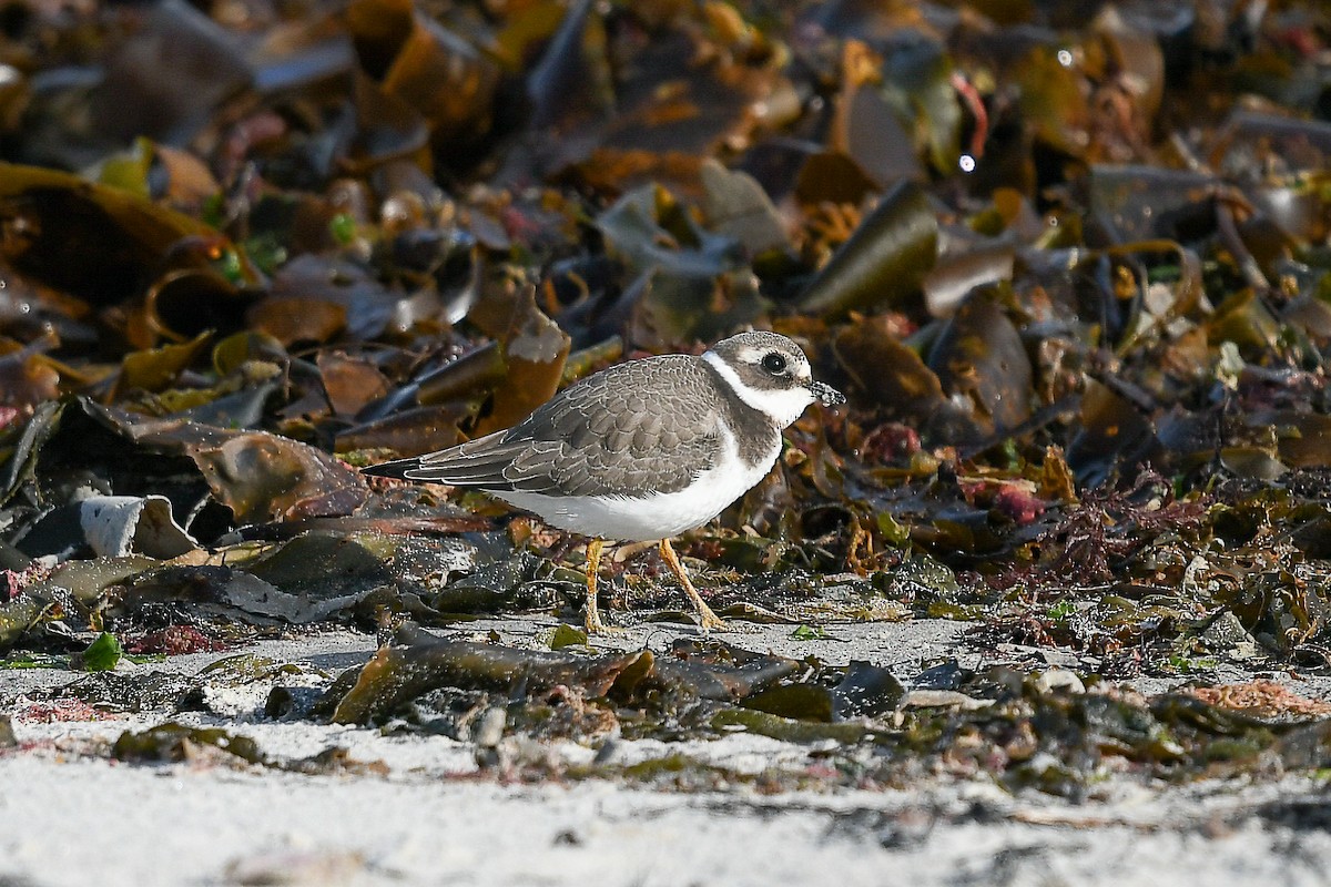 Common Ringed Plover - ML640349919