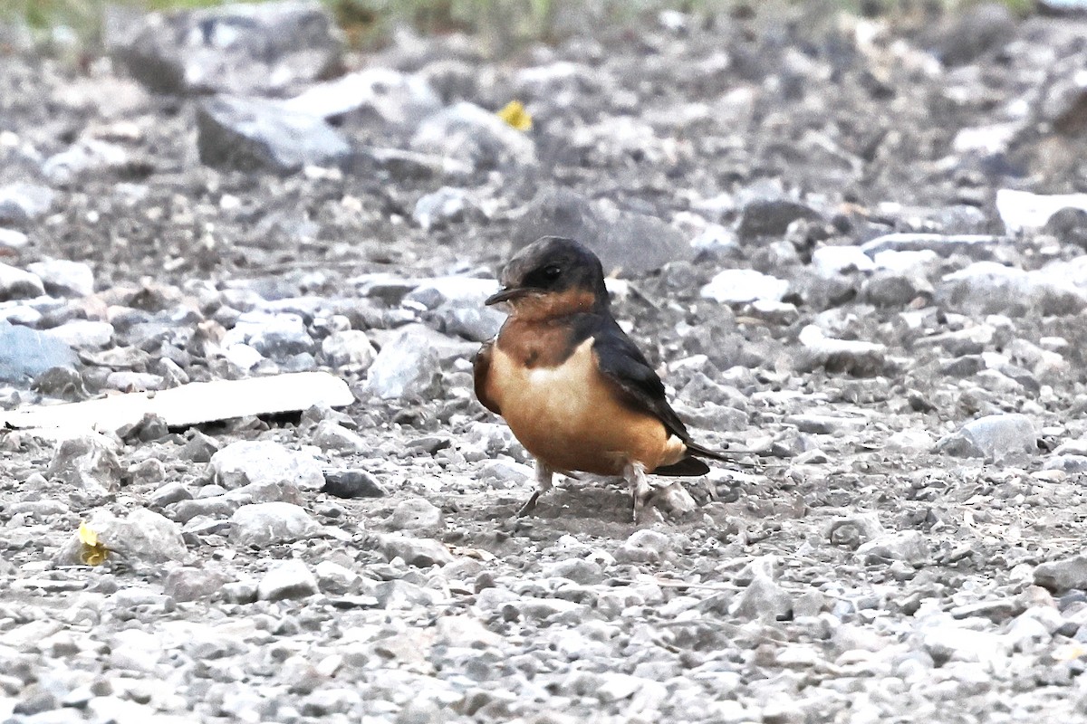 Barn Swallow - ML640349928