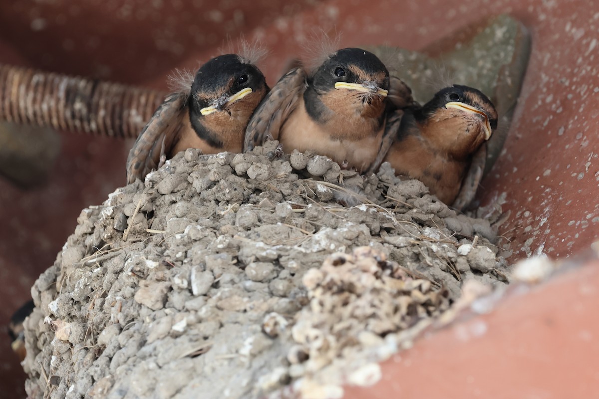 Barn Swallow - ML640349929