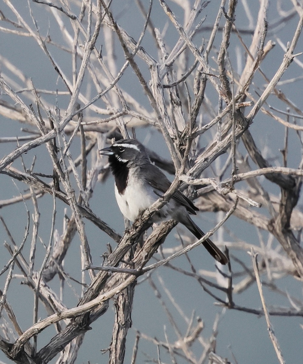 Black-throated Sparrow - ML640349934