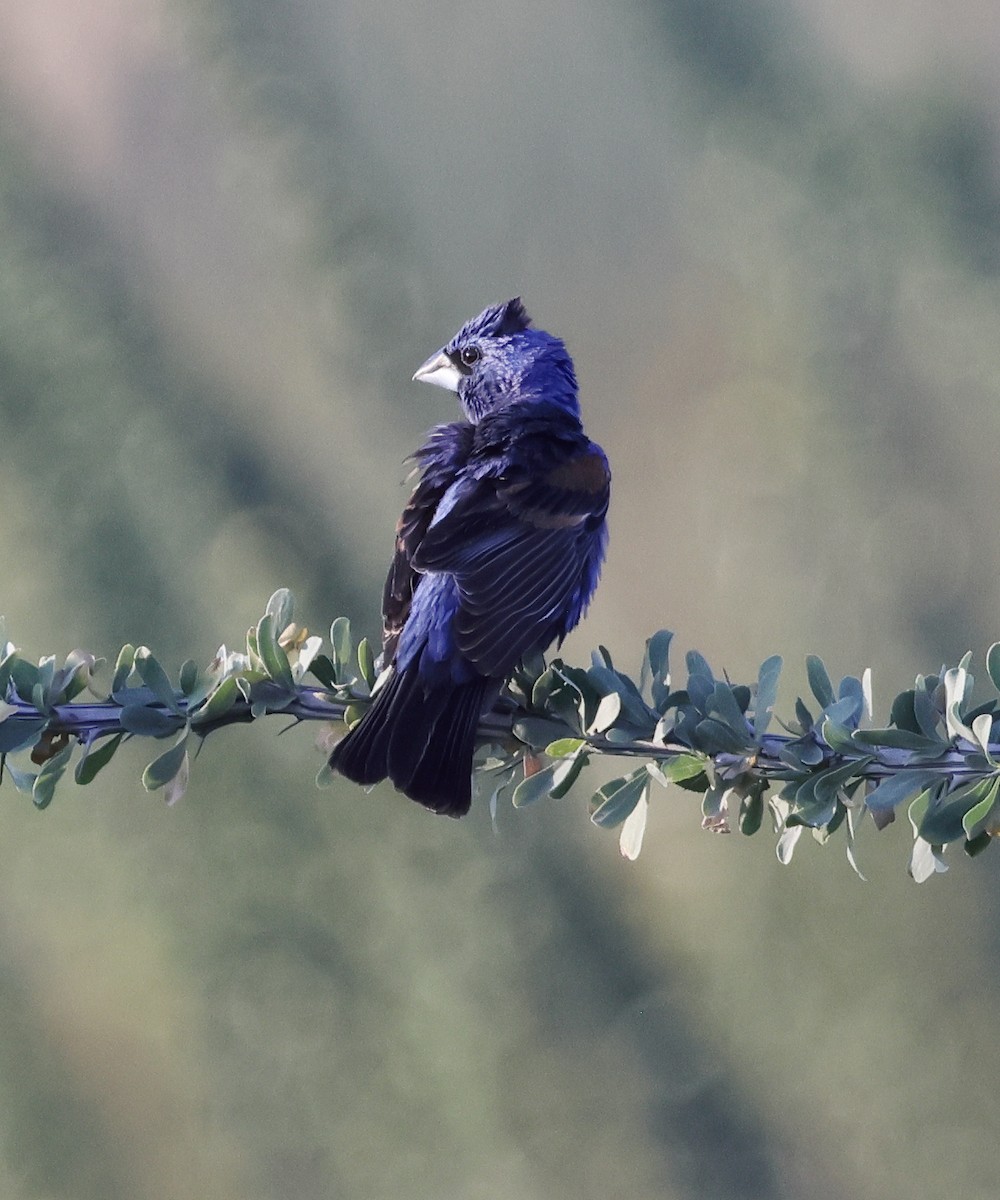 Blue Grosbeak - ML640349939