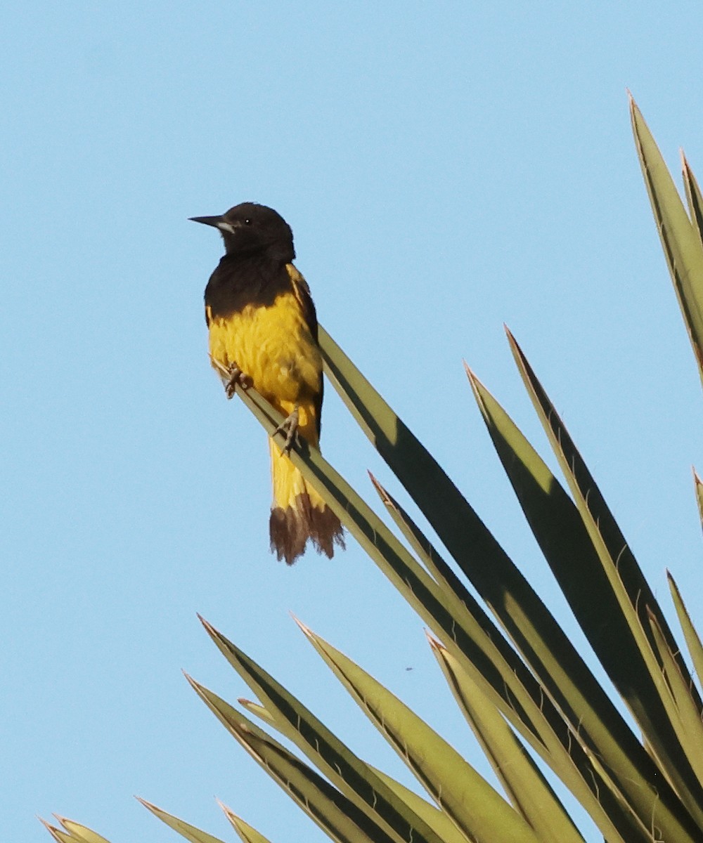Scott's Oriole - ML640349944