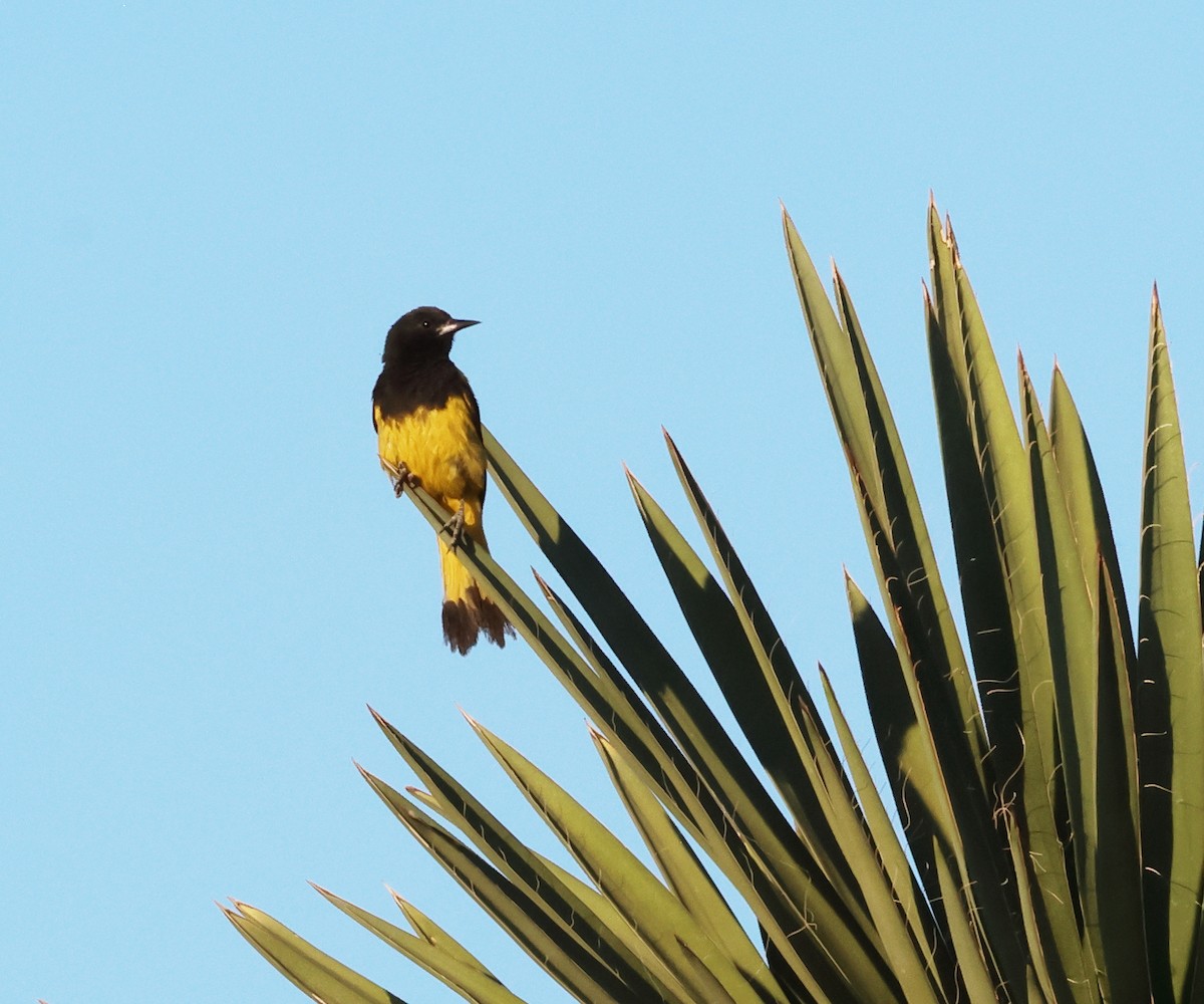 Scott's Oriole - ML640349945
