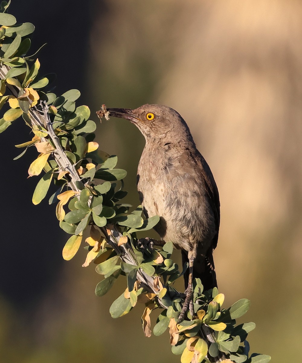 Curve-billed Thrasher - ML640349952