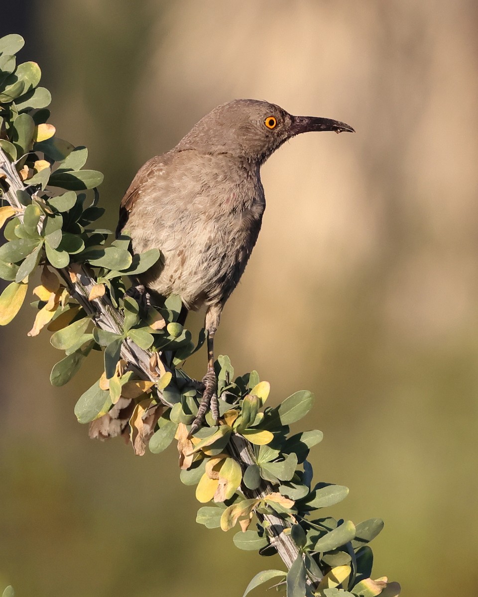 Curve-billed Thrasher - ML640349953
