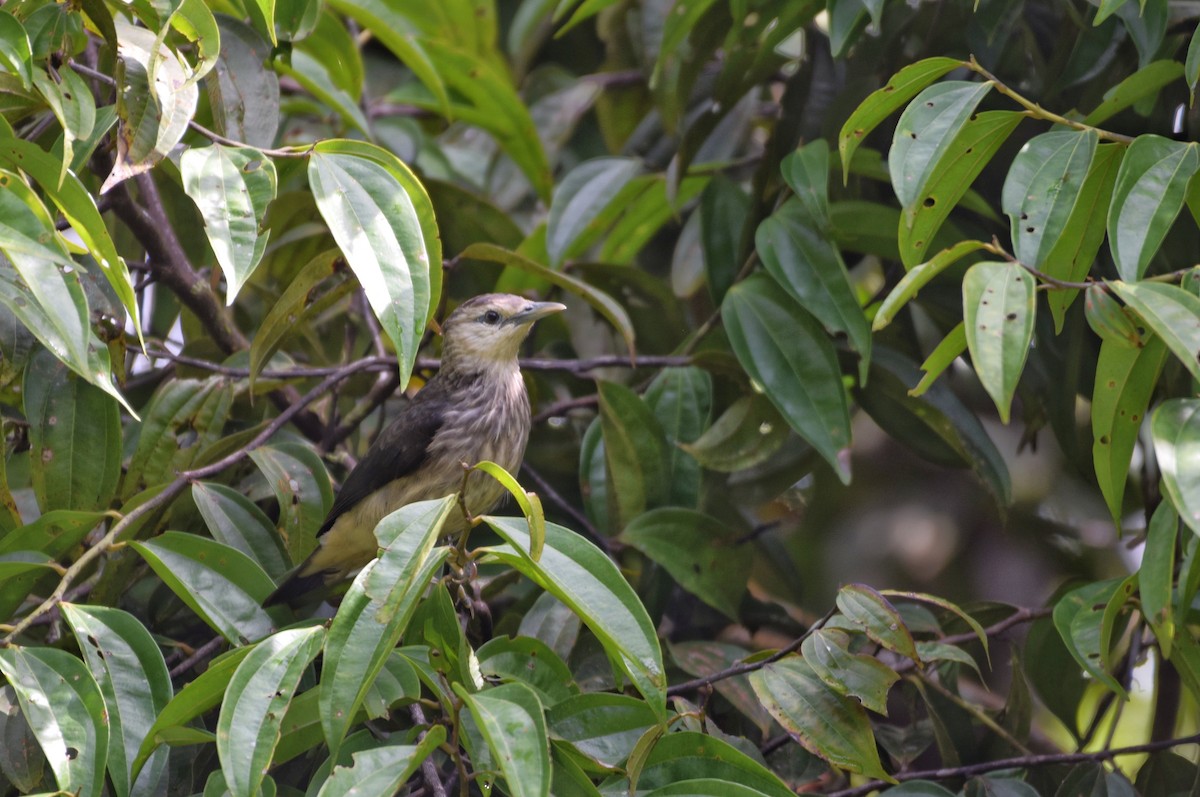 White-faced Starling - ML640349963