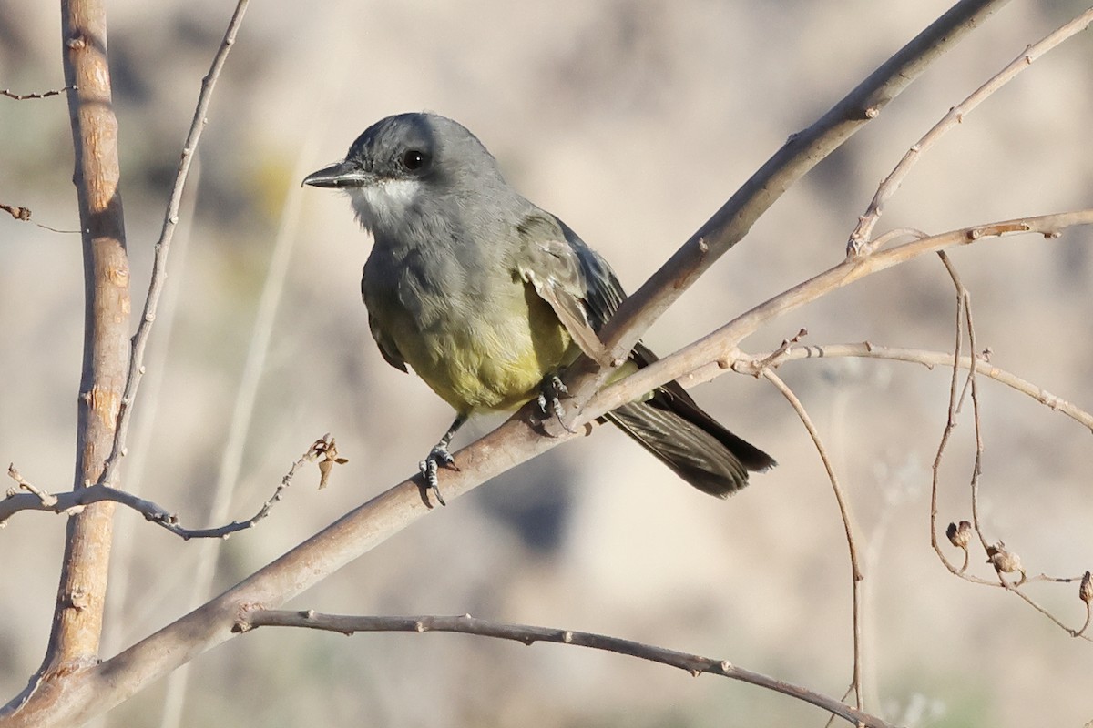 Cassin's Kingbird - ML640349976