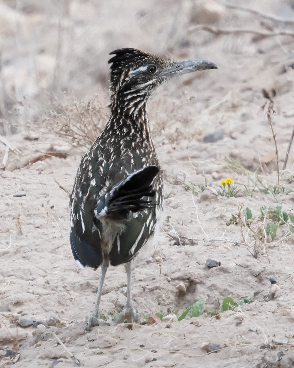 Greater Roadrunner - ML640349984