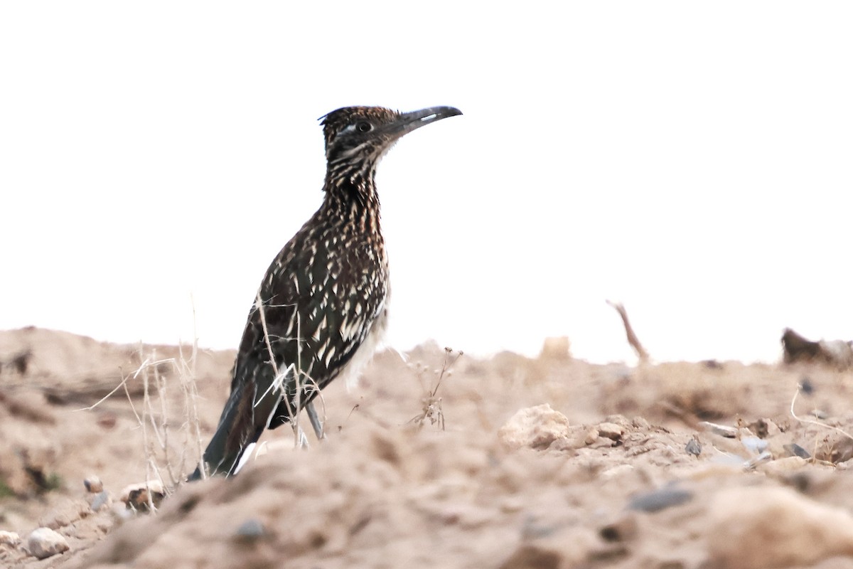 Greater Roadrunner - ML640349985