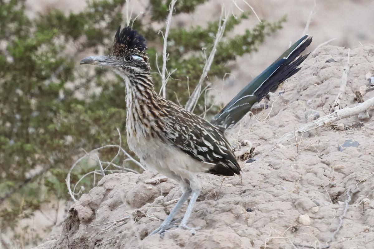Greater Roadrunner - ML640349986