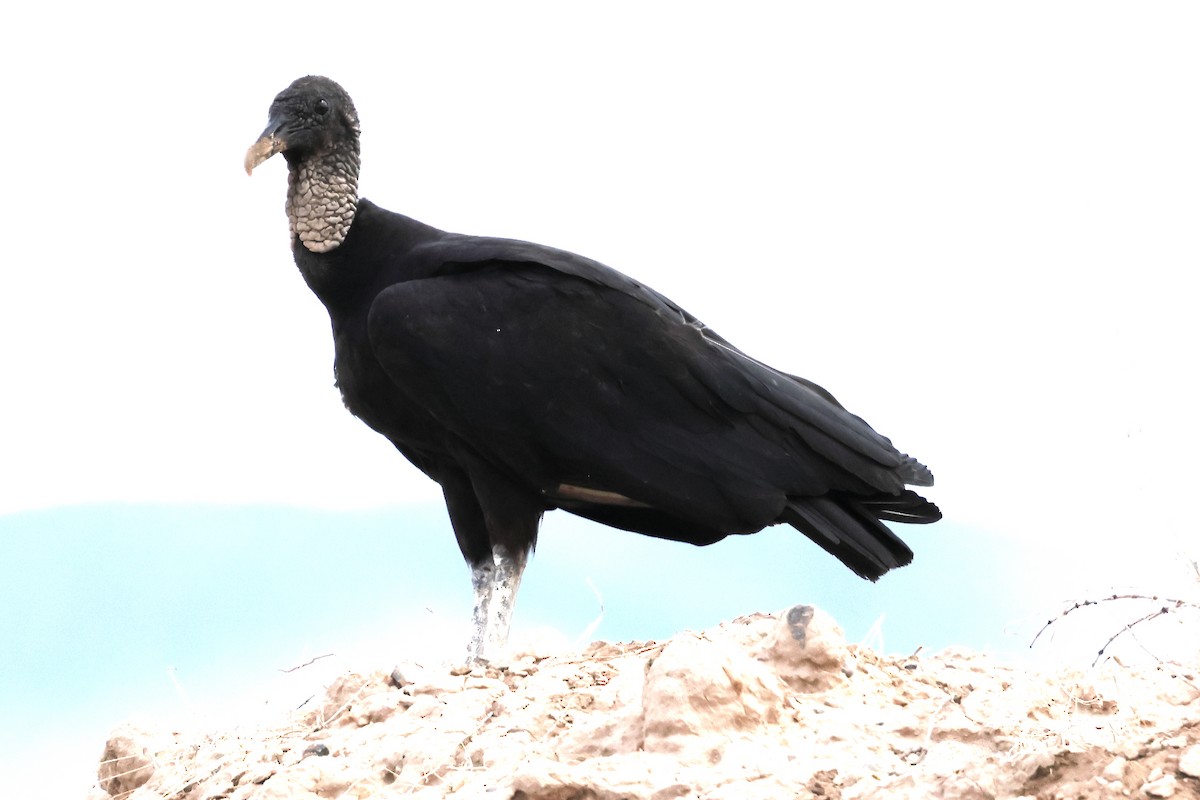 Black Vulture - ML640349998