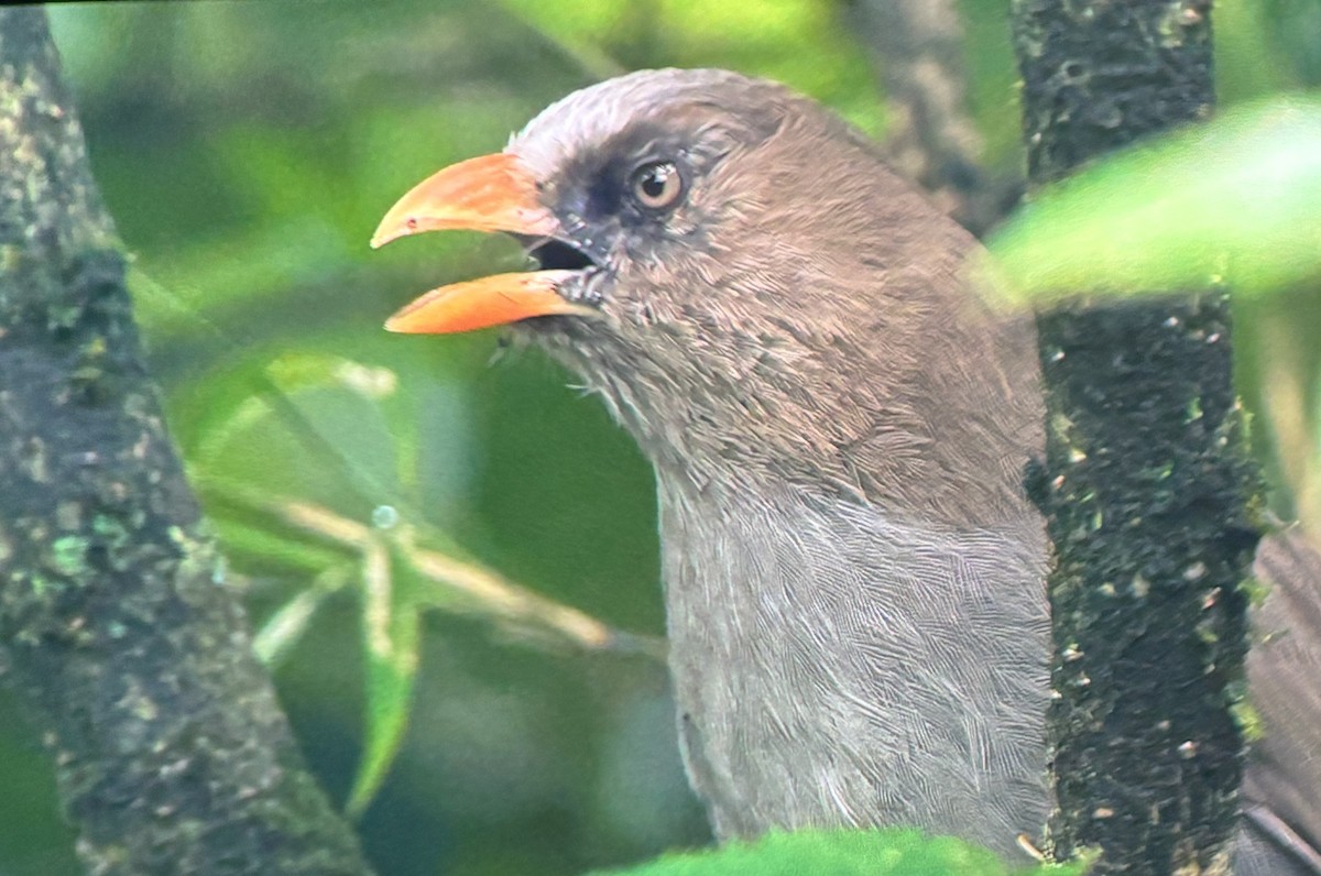 Grand Paradoxornis - ML640350006