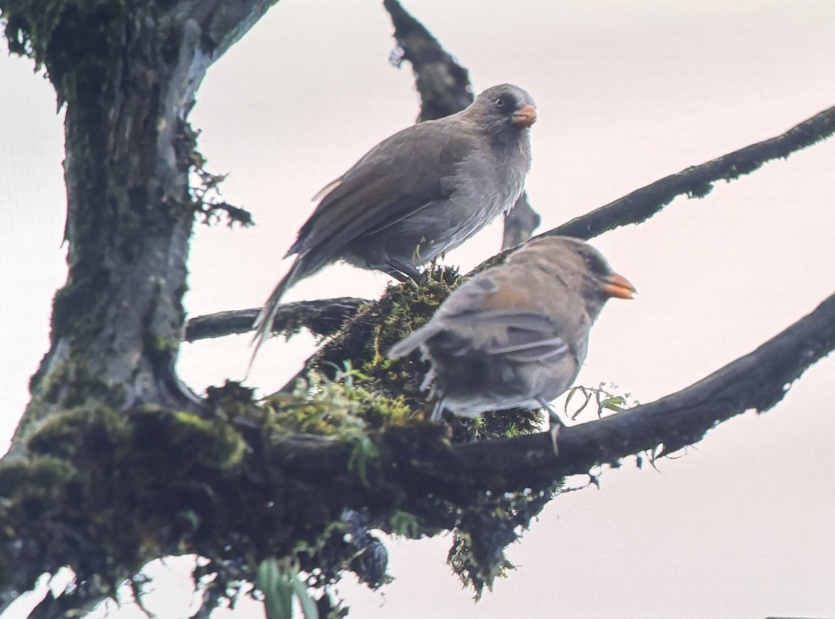 Grand Paradoxornis - ML640350007
