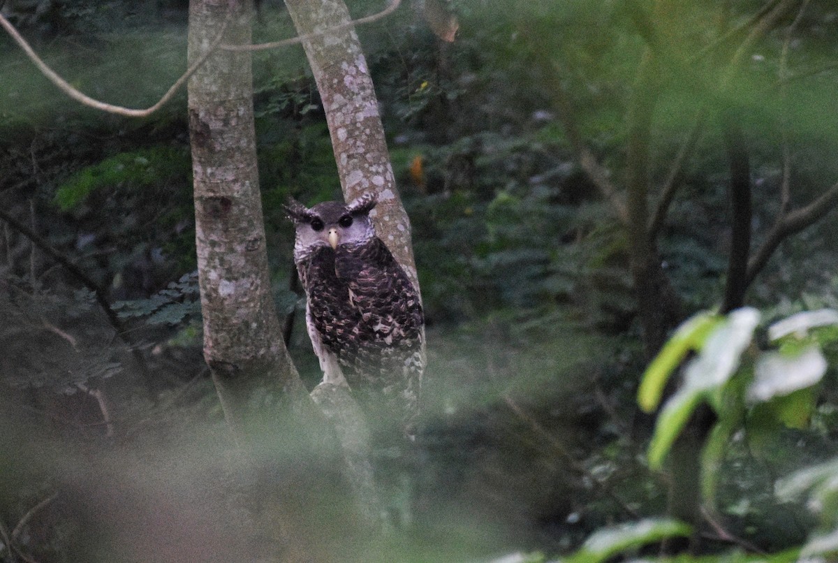 Spot-bellied Eagle-Owl - ML640350010