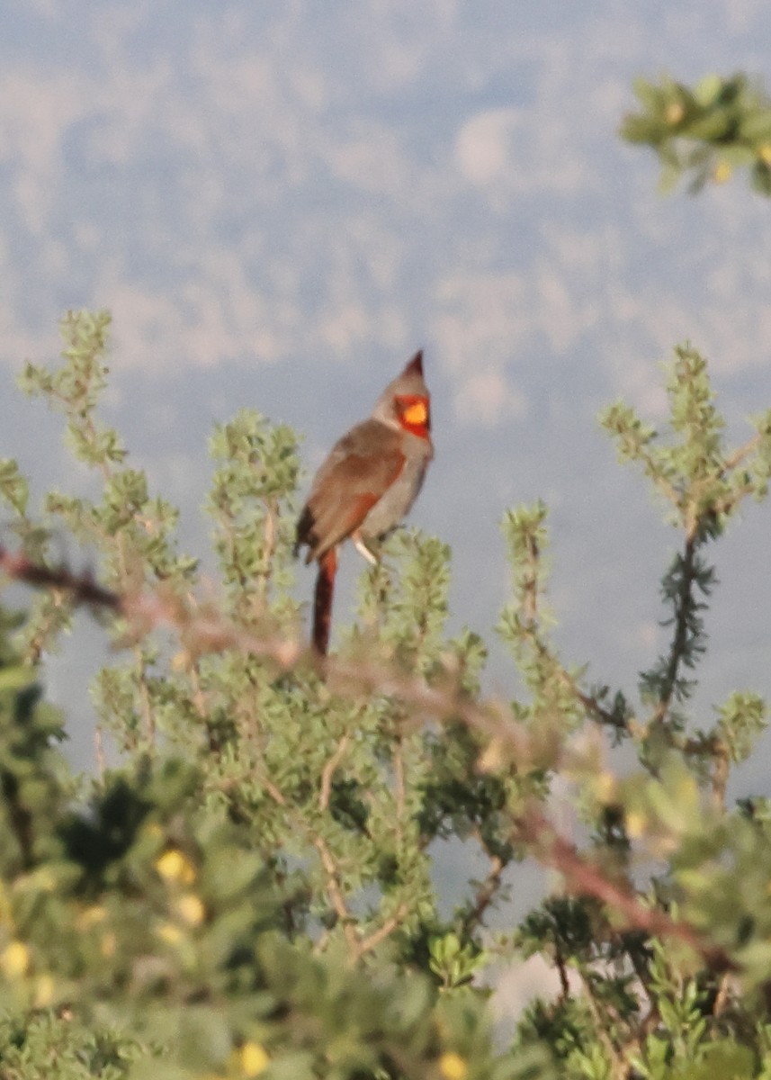 Pyrrhuloxia - ML640350020