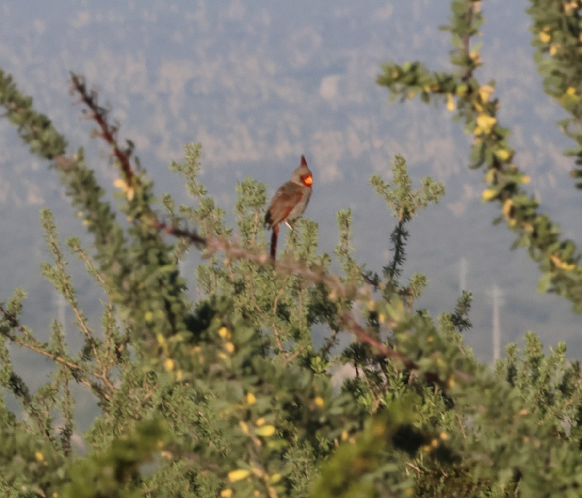 Pyrrhuloxia - ML640350021