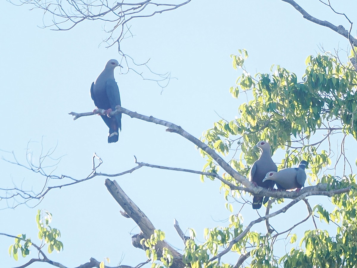 Pinon's Imperial-Pigeon (Gray-headed) - ML640350084