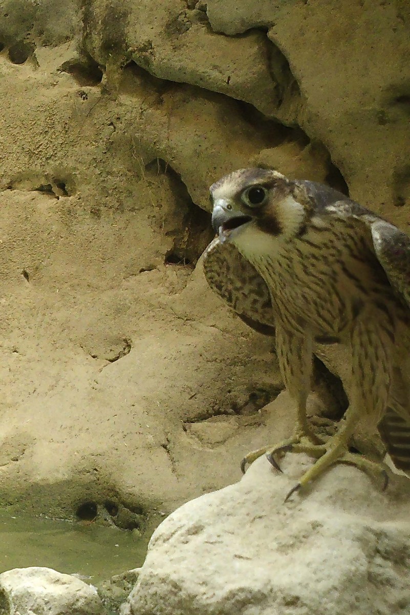 Falco pellegrino (della Barberia) - ML640350099