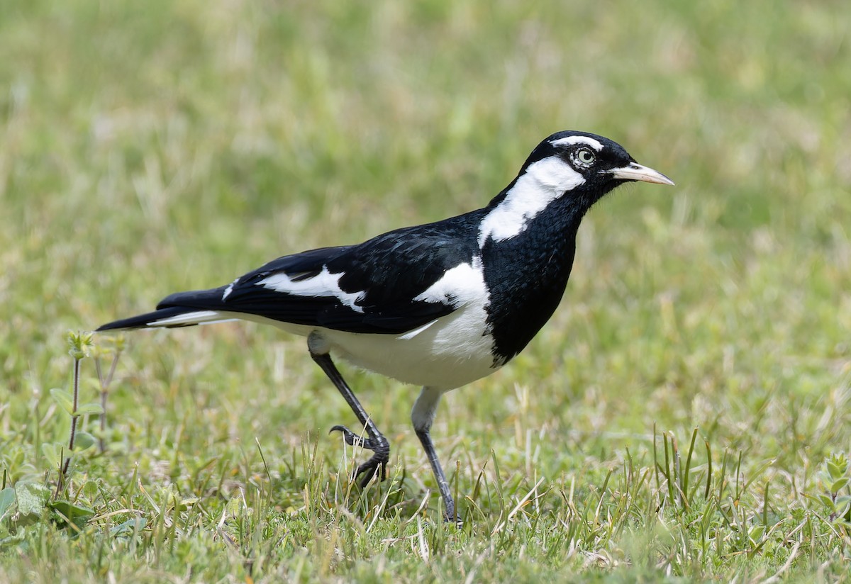 Magpie-lark - ML640350107