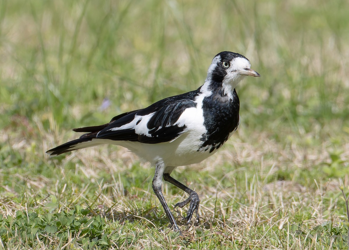 Magpie-lark - ML640350118