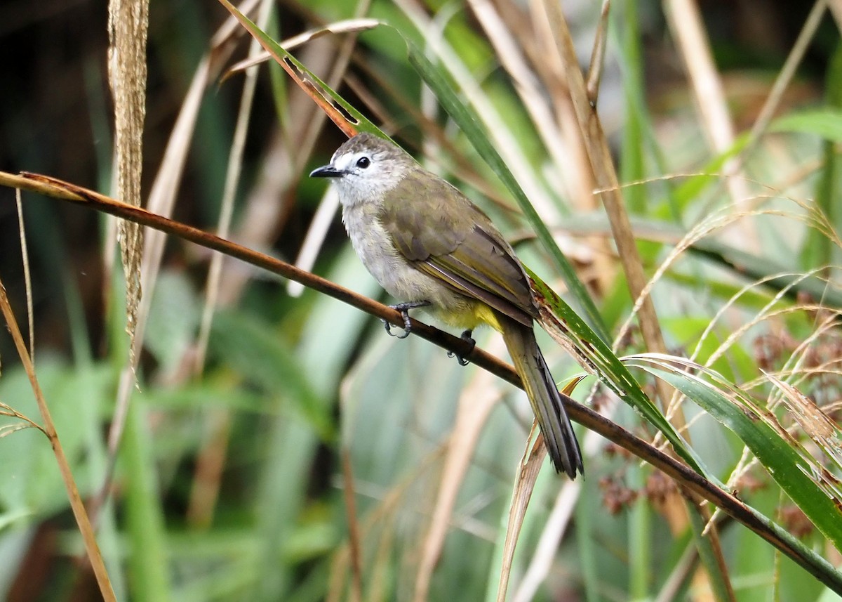 Bulbul à face pâle - ML640350126