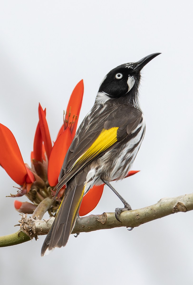 New Holland Honeyeater - ML640350135