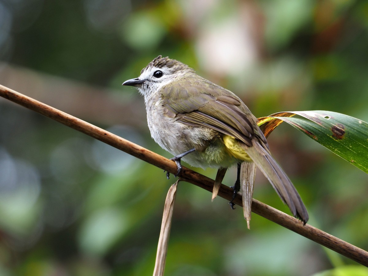 Bulbul à face pâle - ML640350186