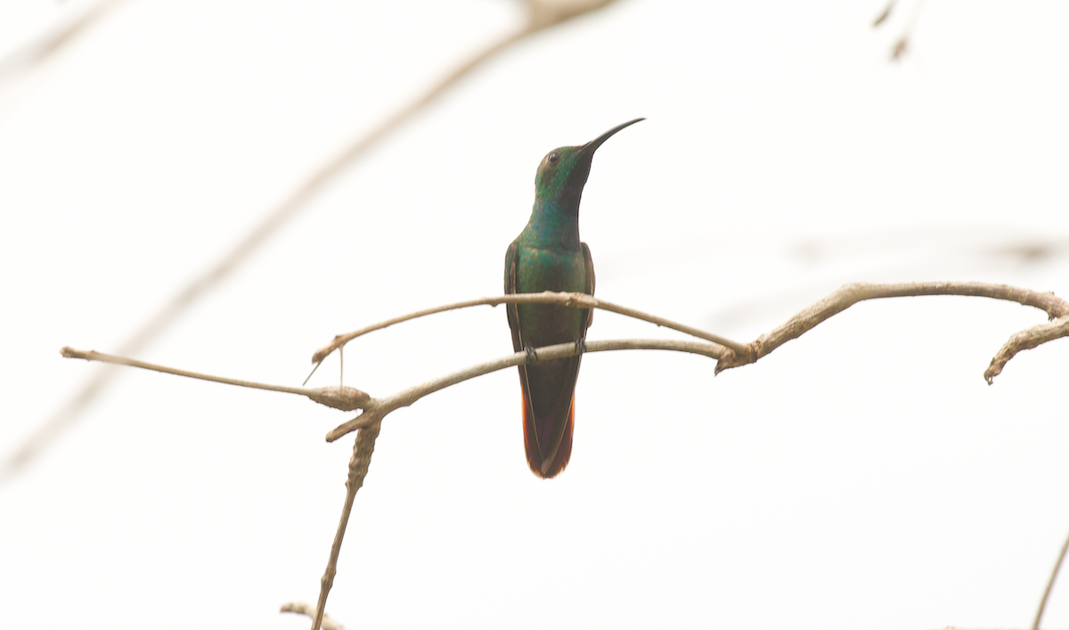 Green-breasted Mango - ML640350200