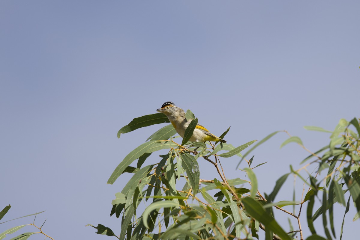 Red-browed Pardalote - ML640350233