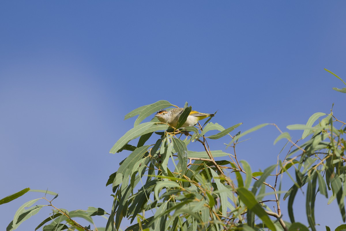 Red-browed Pardalote - ML640350234