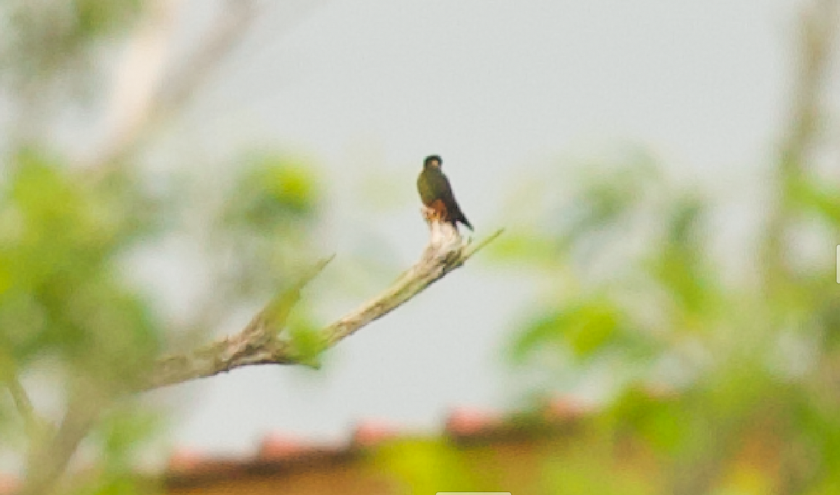 Bat Falcon - ML640350235