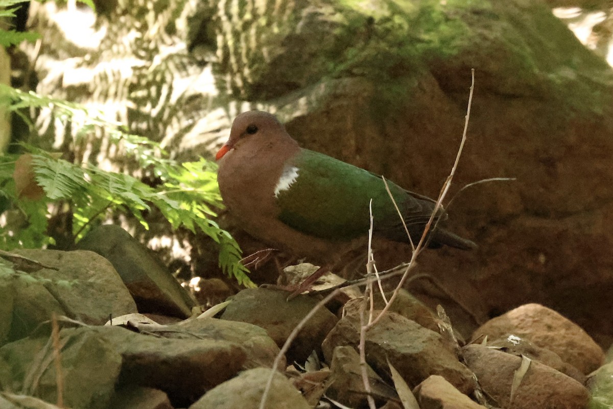 Pacific Emerald Dove - ML640350269