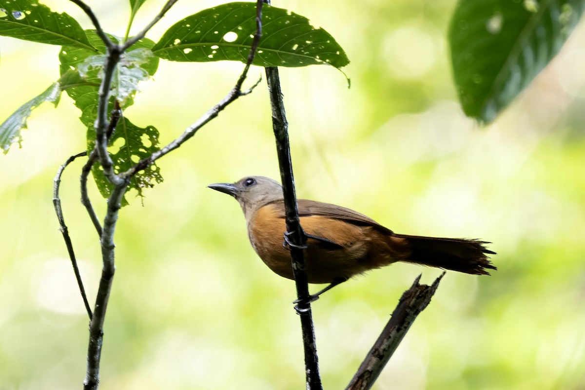 Raja Ampat Pitohui - ML640350297