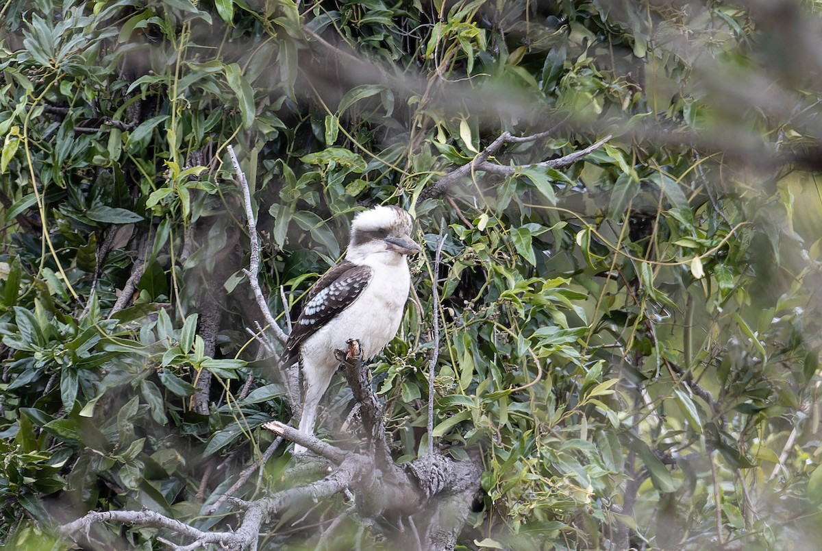 Laughing Kookaburra - ML640350298