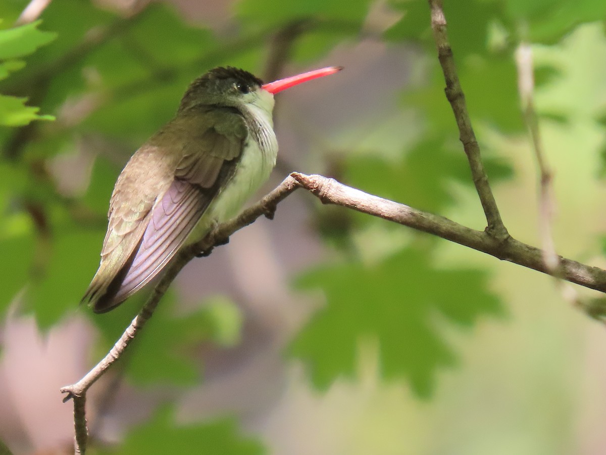 Violet-crowned Hummingbird - ML640350322