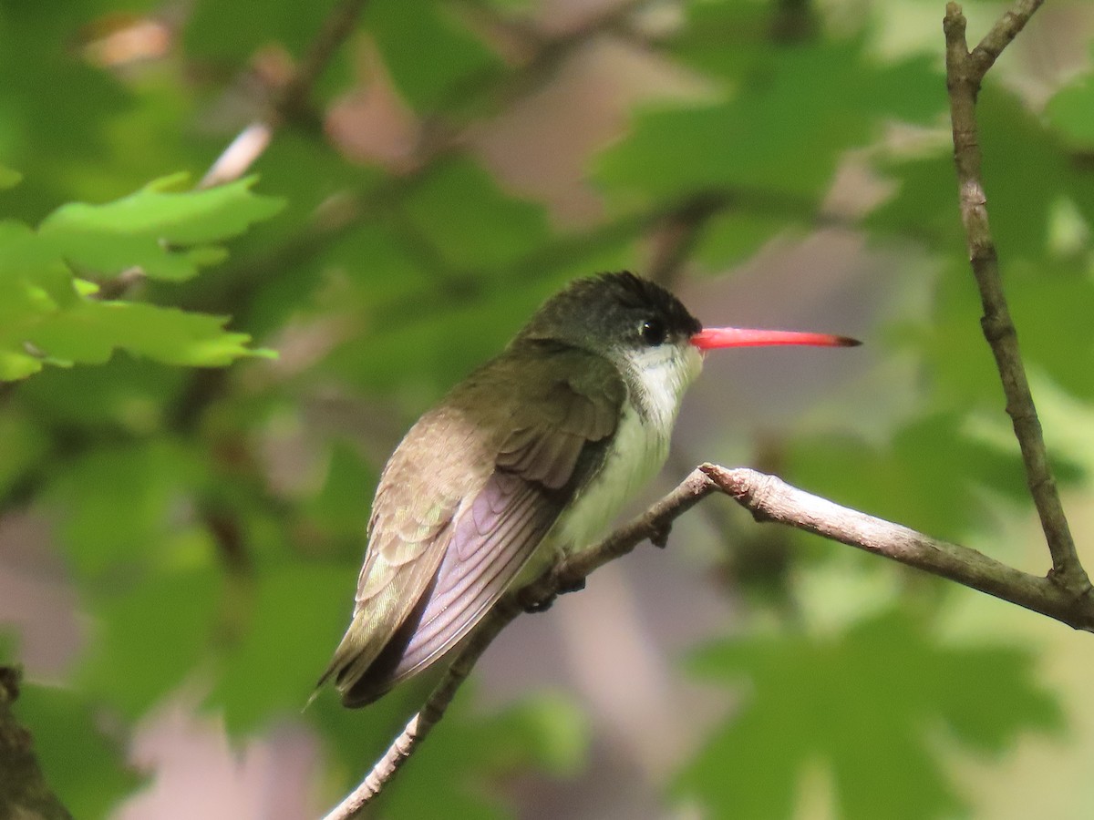 Violet-crowned Hummingbird - ML640350323