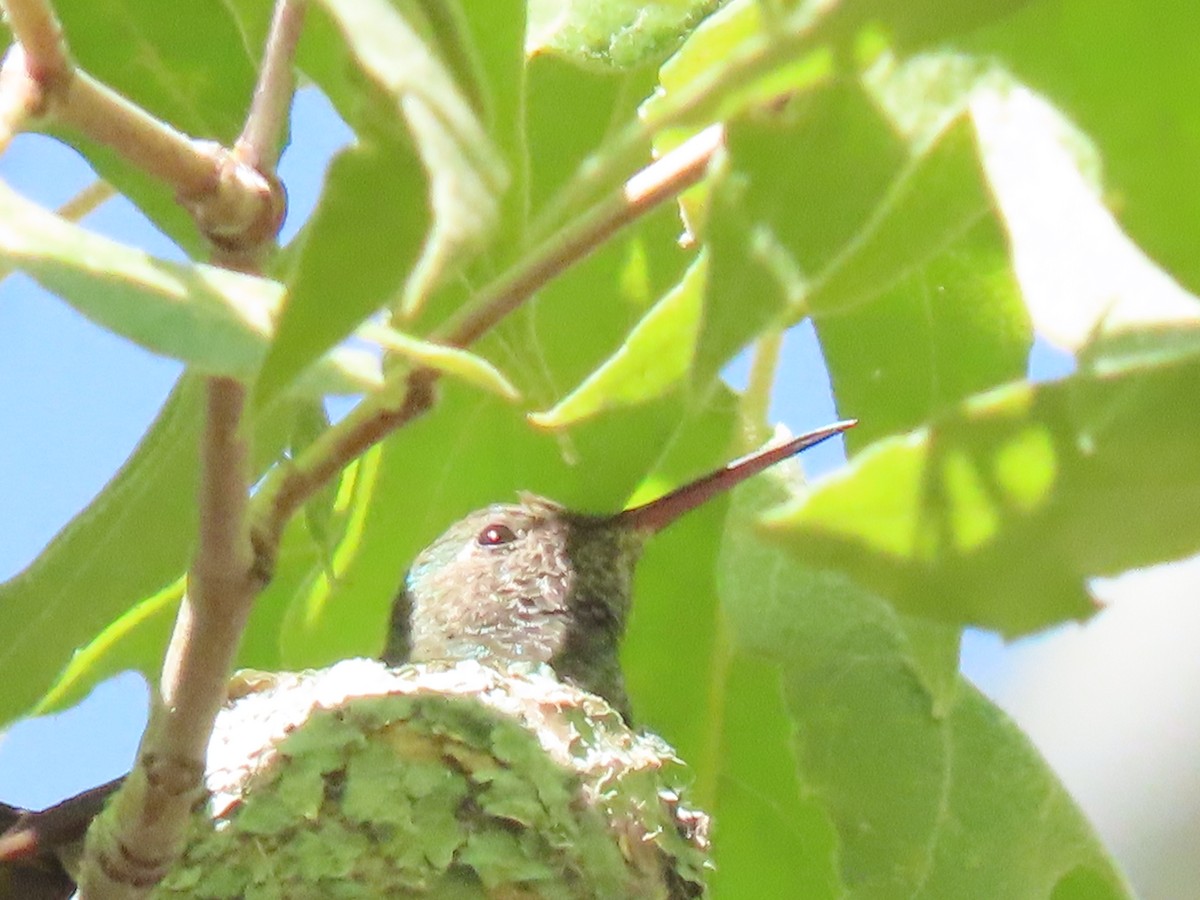 Berylline Hummingbird - ML640350344